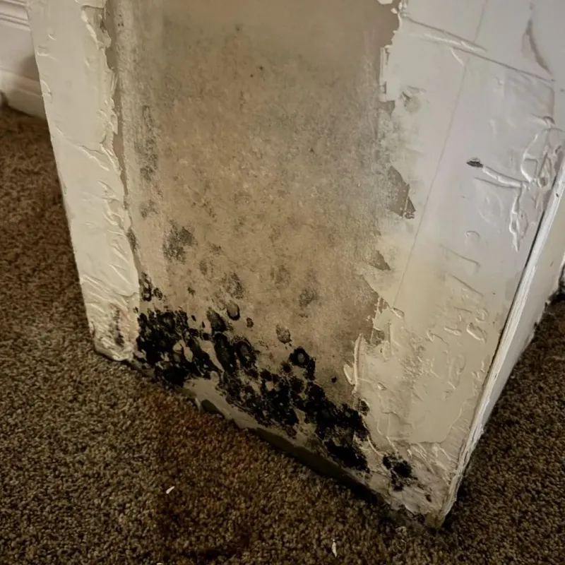 Professional Mold Removal in Gilford, NH